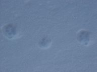 DSC00609.JPG