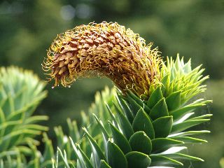 Araucaria cone