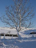 DSC00705.JPG