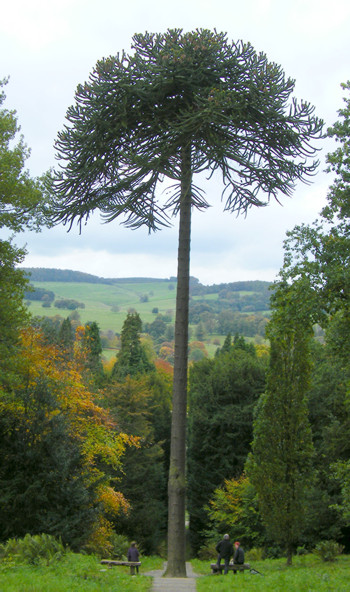 Araucaria araucana at Chatsworth
